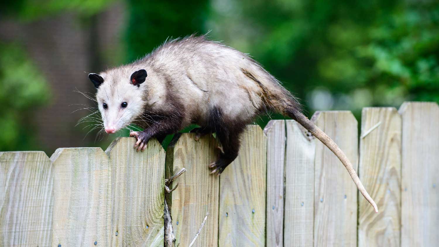 A possum on a wooden fence