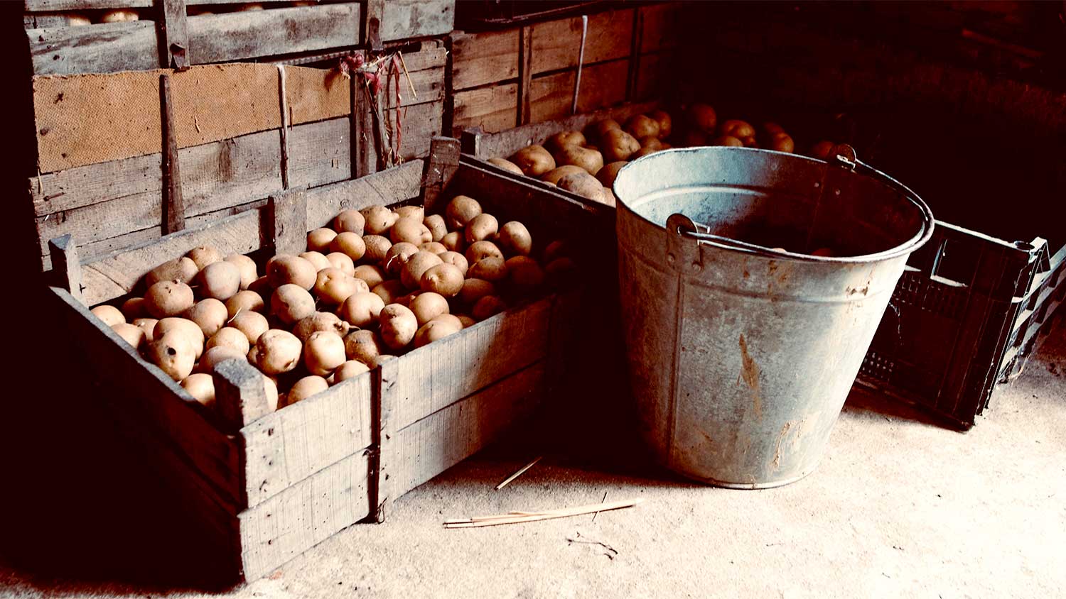 A view of potatoes being stored in a root cellar