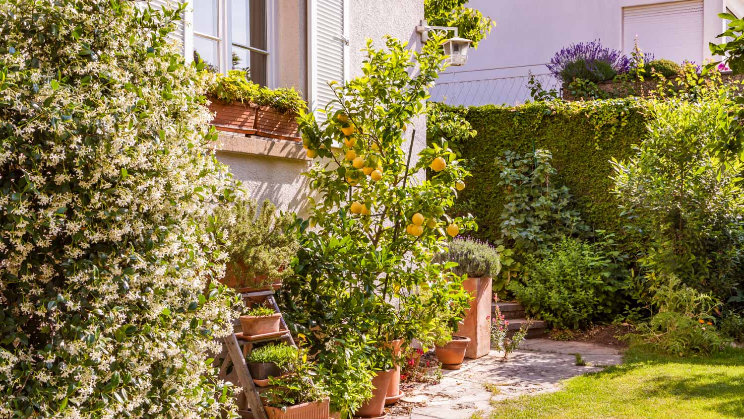 Potted plants in front of house