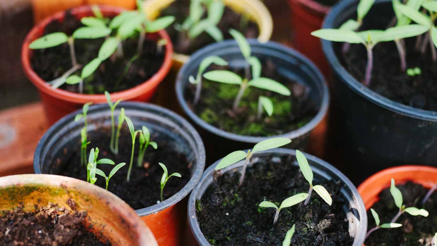 Potted vegetables growing