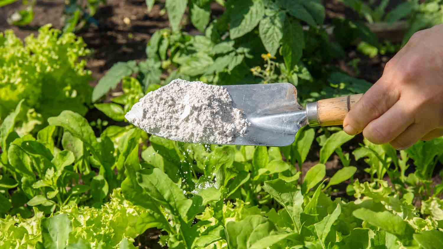 person sprinkling Kieselgur powder for insect repellant