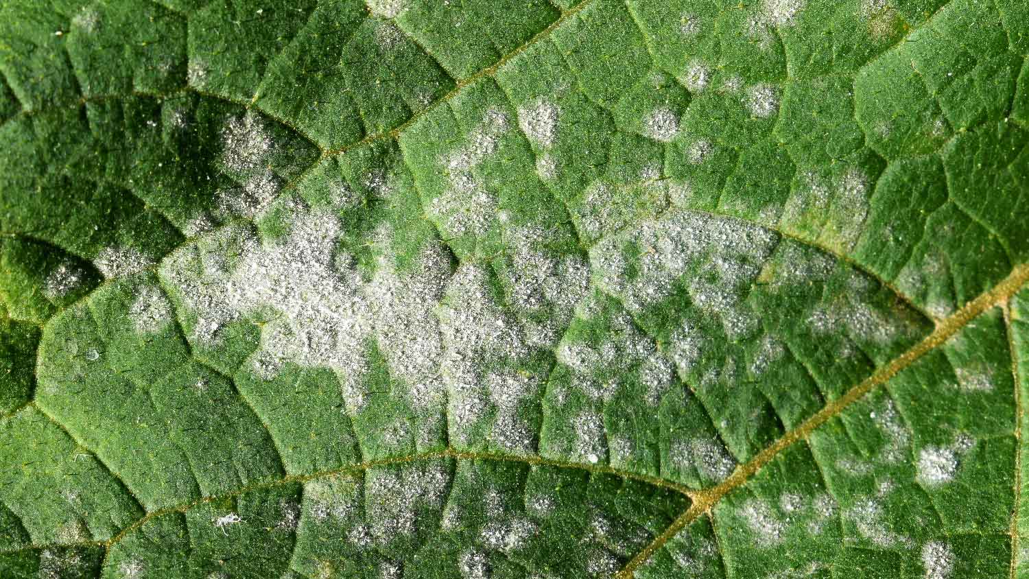 Powdery mildew on pumpkin foliage