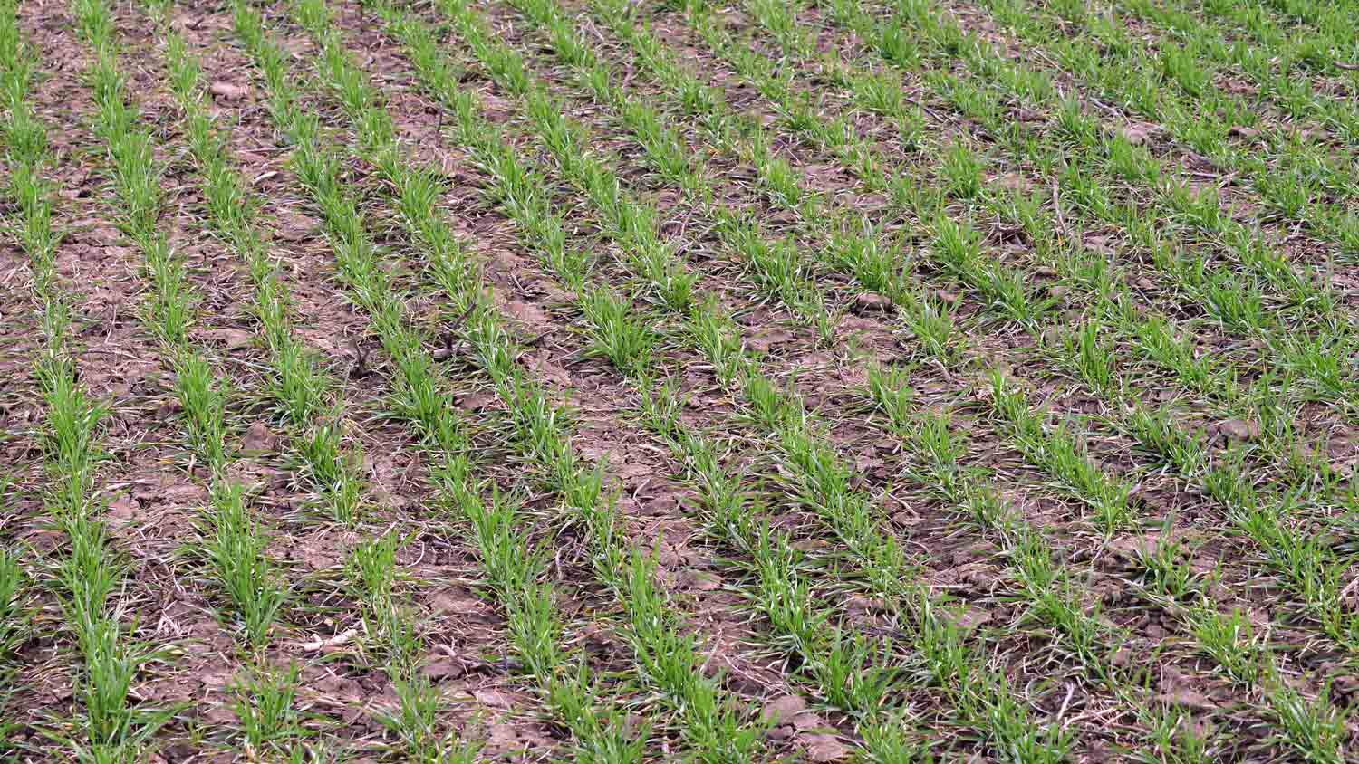 shot of rows after power seeding