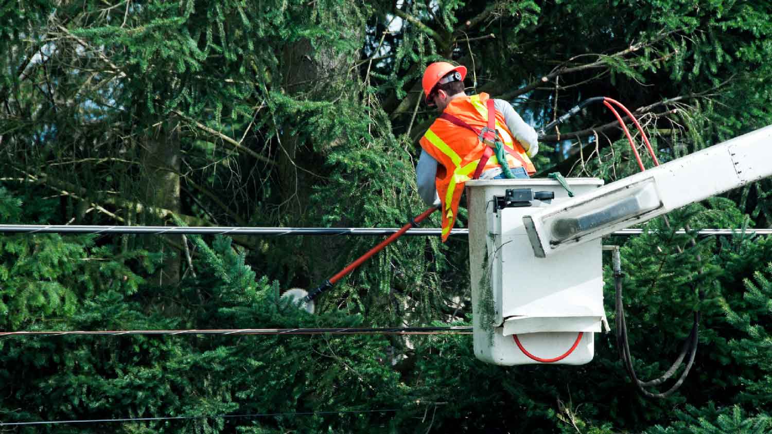 A professional cutting branches away from power lines