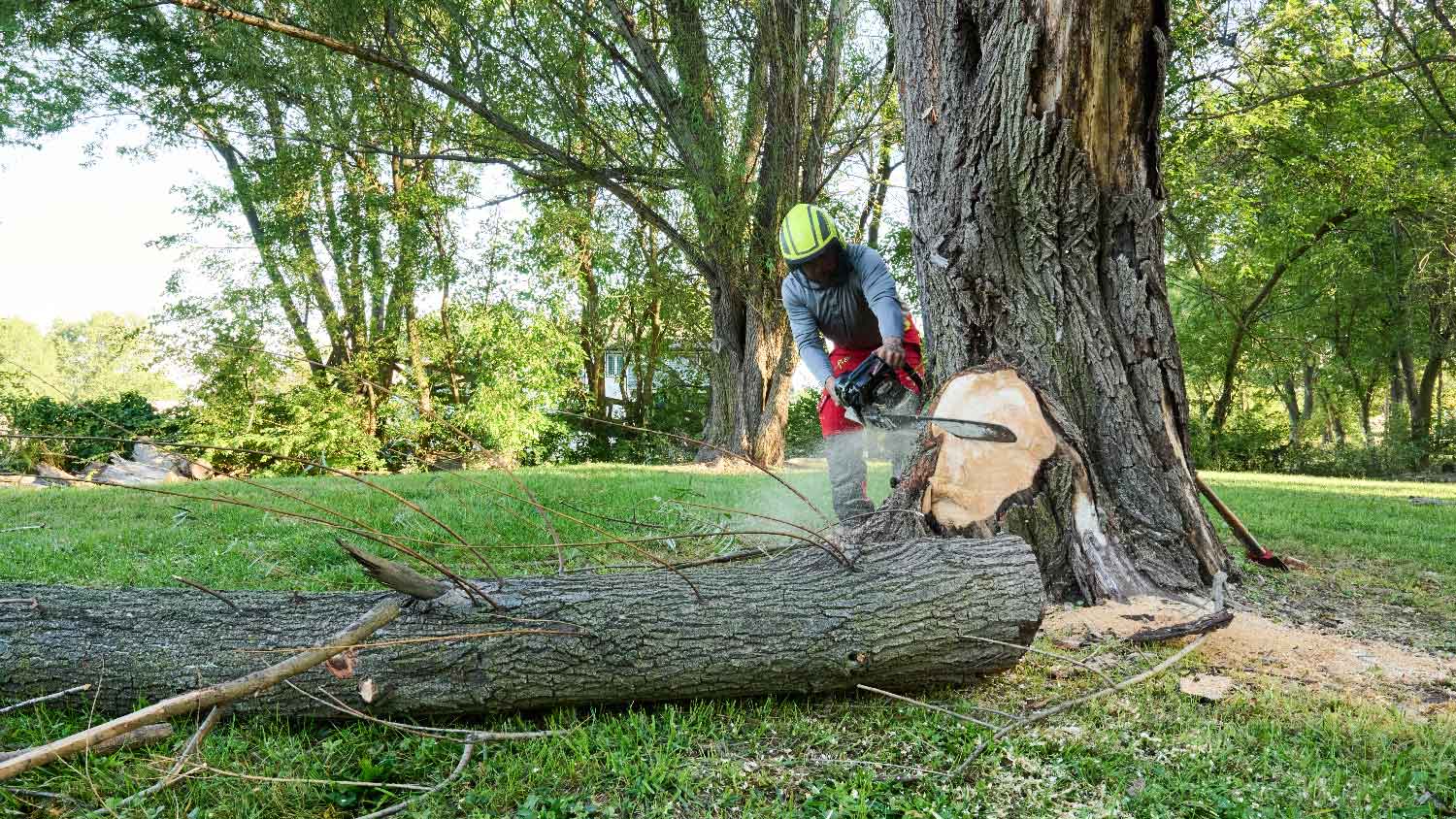 A professional cutting a tree with a chainsaw
