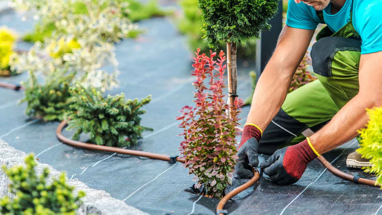 A professional installing a drip irrigation system