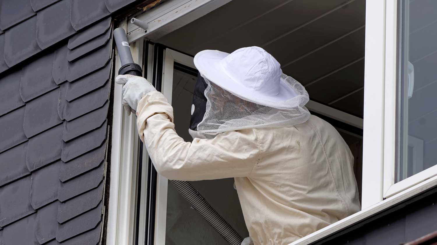 A professional in protective gear removing a hornet’s nest by a window