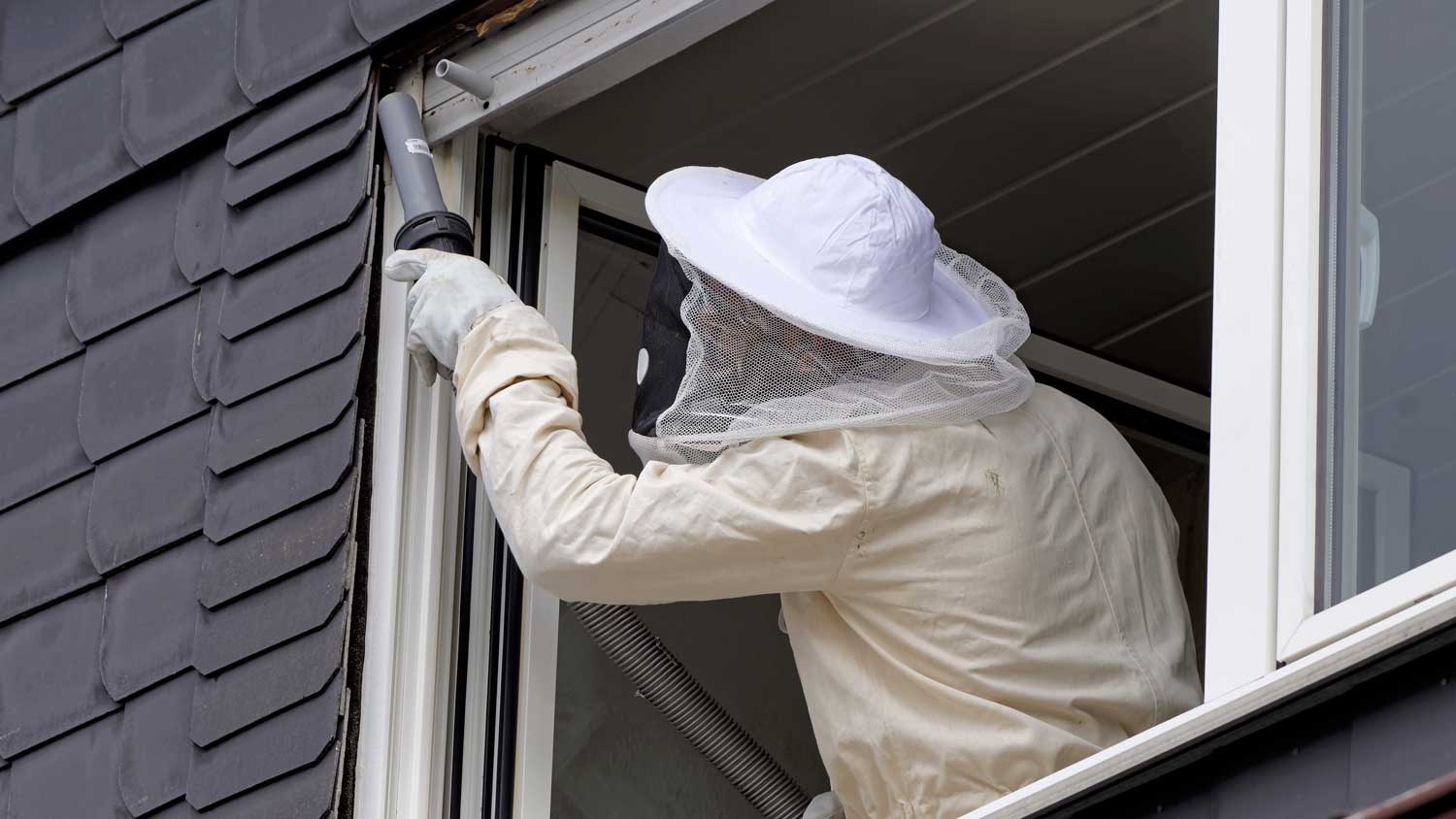 A professional in protective gear removing a hornet’s nest by a window