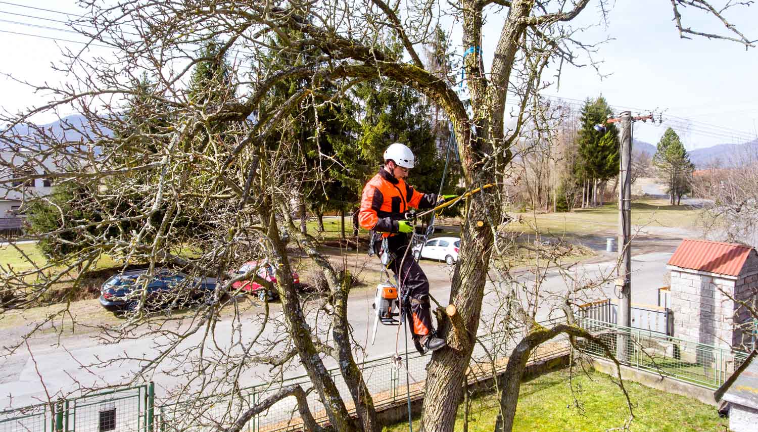 A professional removing a tree from a house’s yard