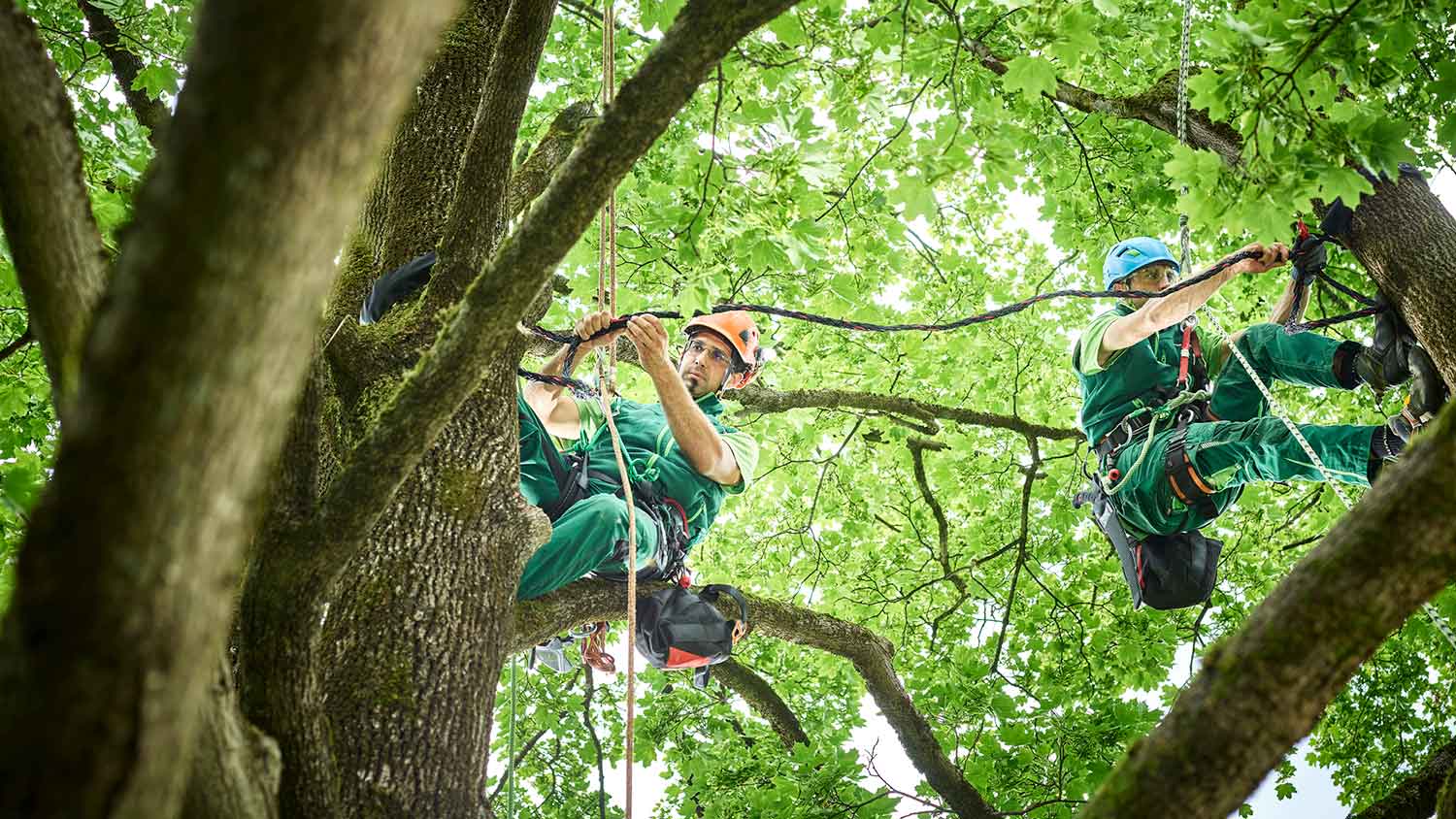 Arborists trimming branches of a large tree