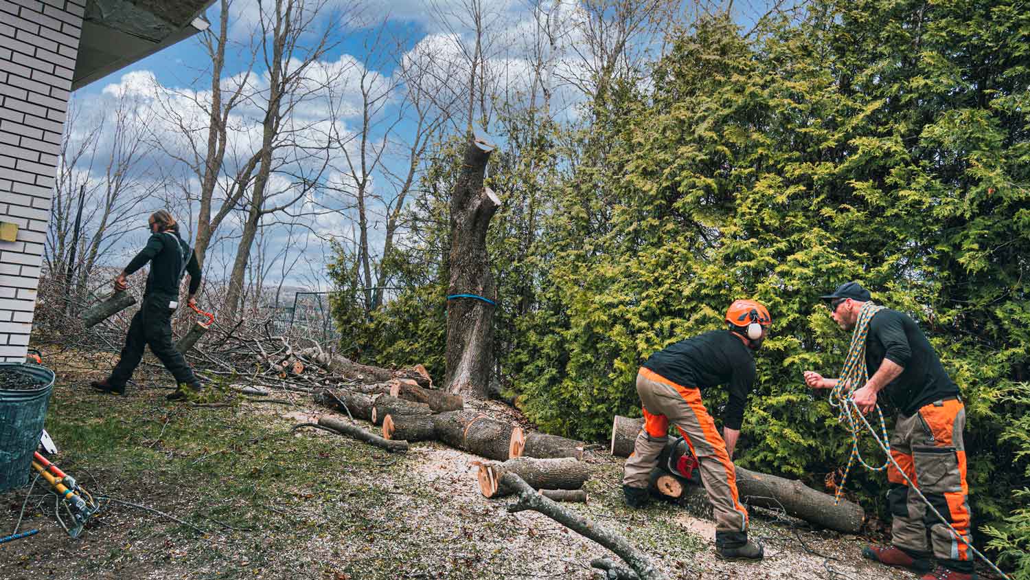 Group of professionals cutting a tree and removing its stump