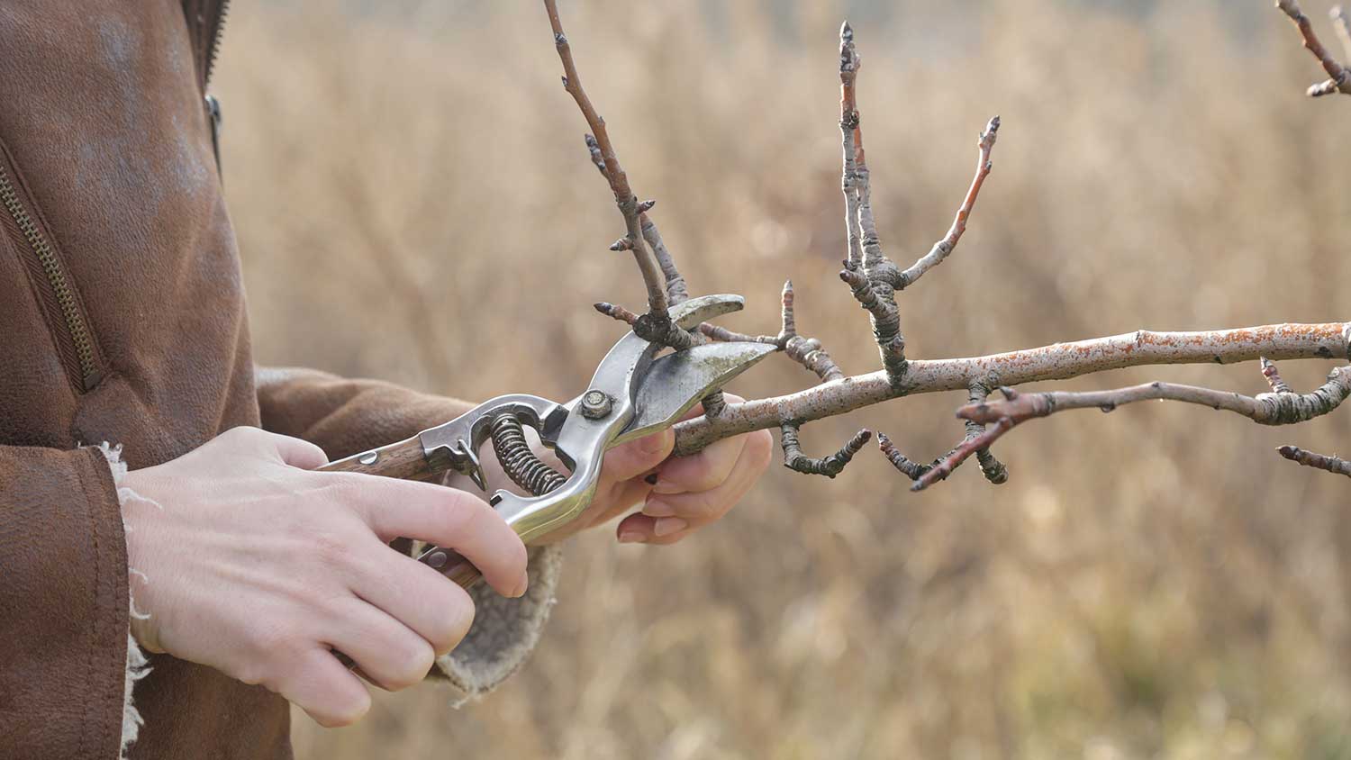 Gardener using shears to shape a tree