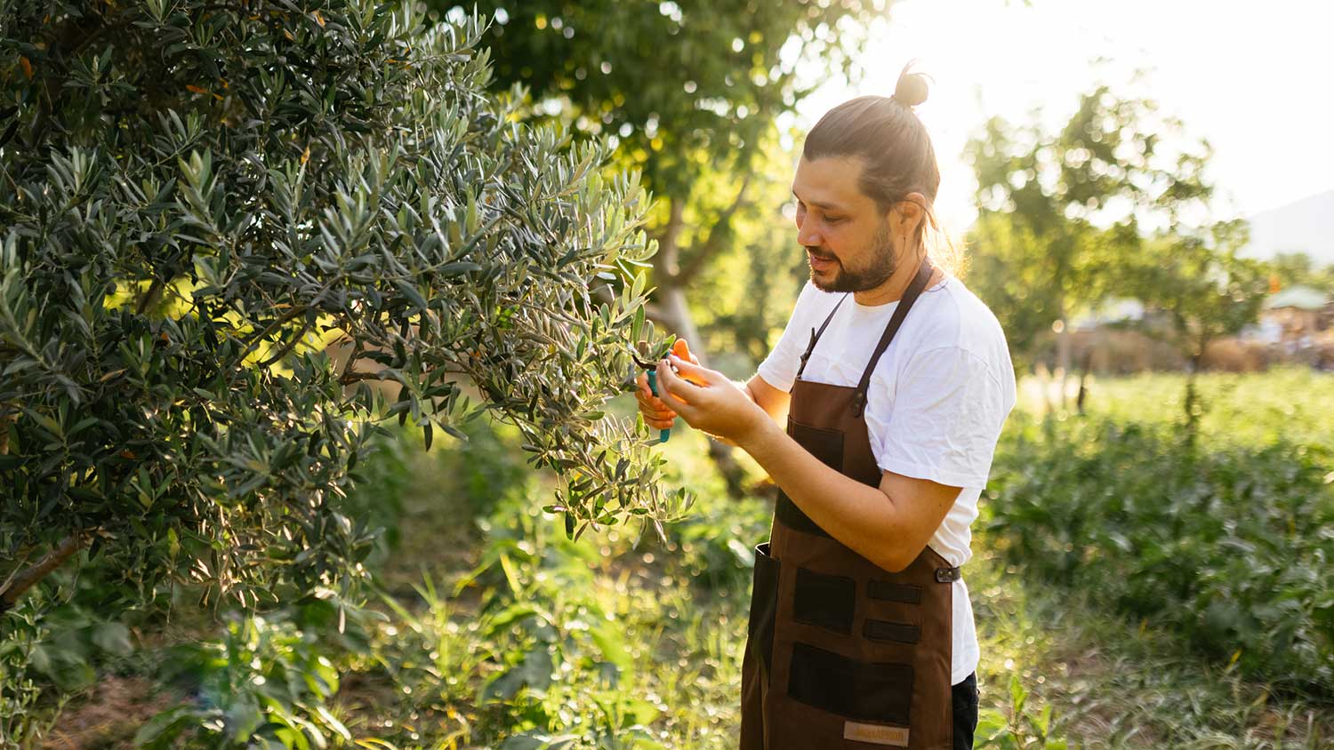 Young man pruning olive tree