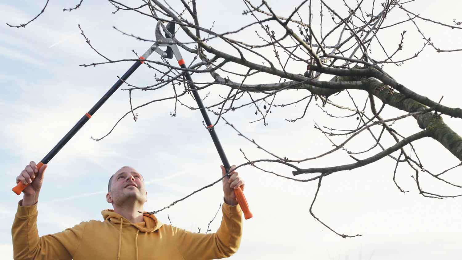 Man pruning a plum tree on a spring day