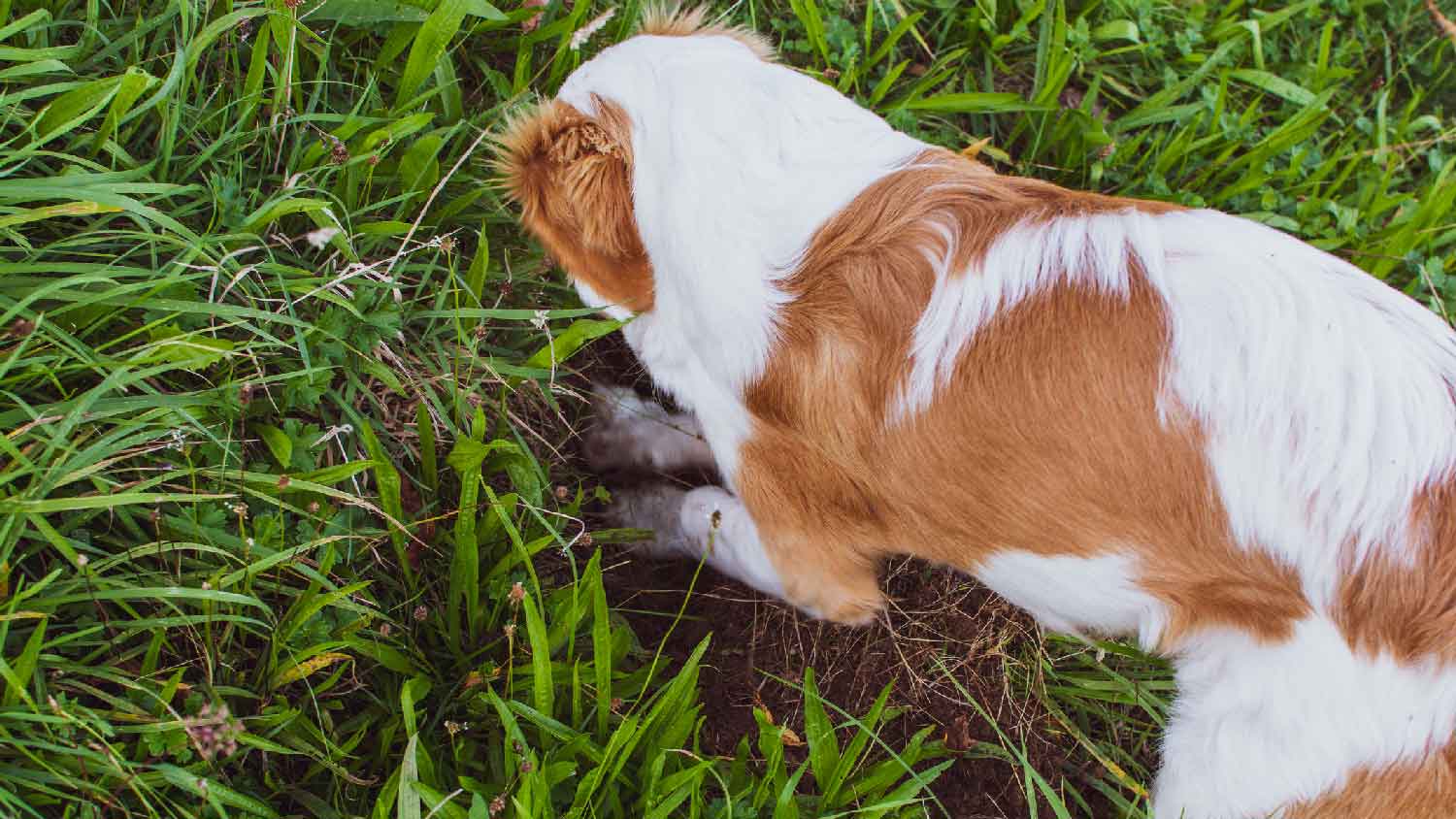 A puppy dog digging in the yard