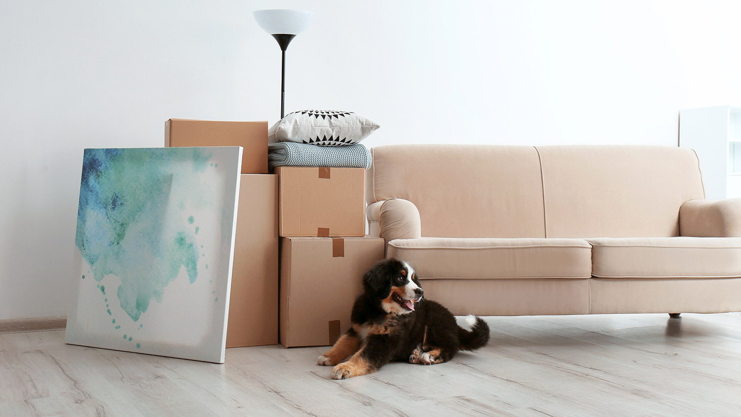 Cute puppy lays near moving boxes in living room