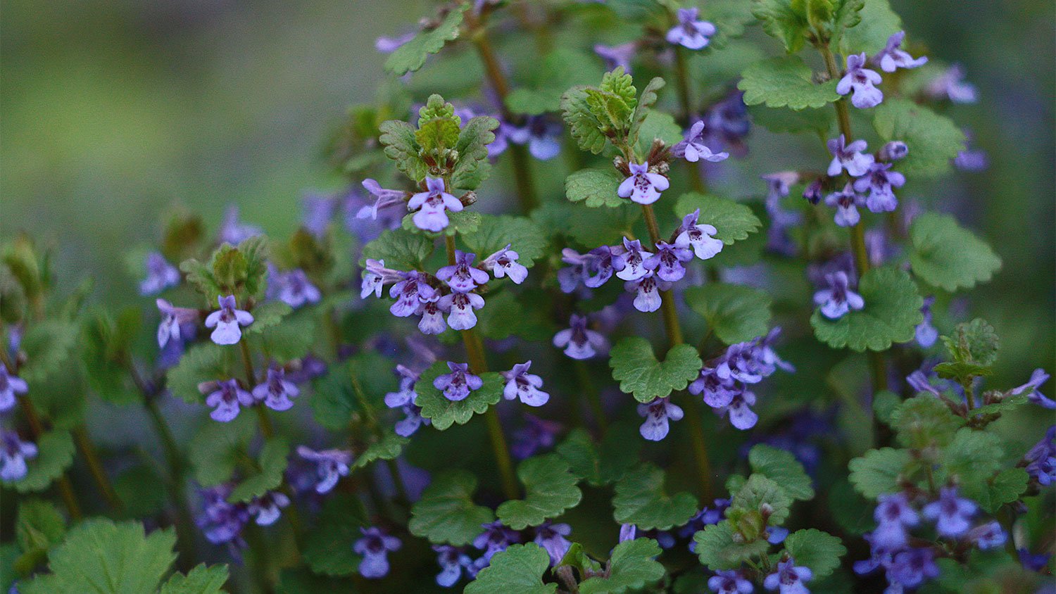 close-up creeping charlie weed