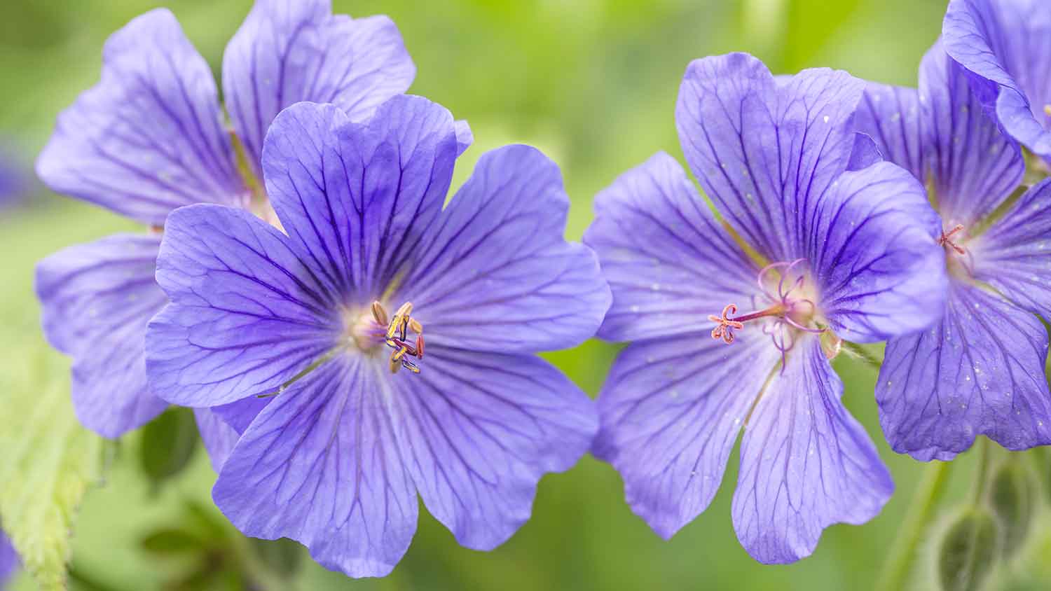 Closeup of a hardy geranium flower