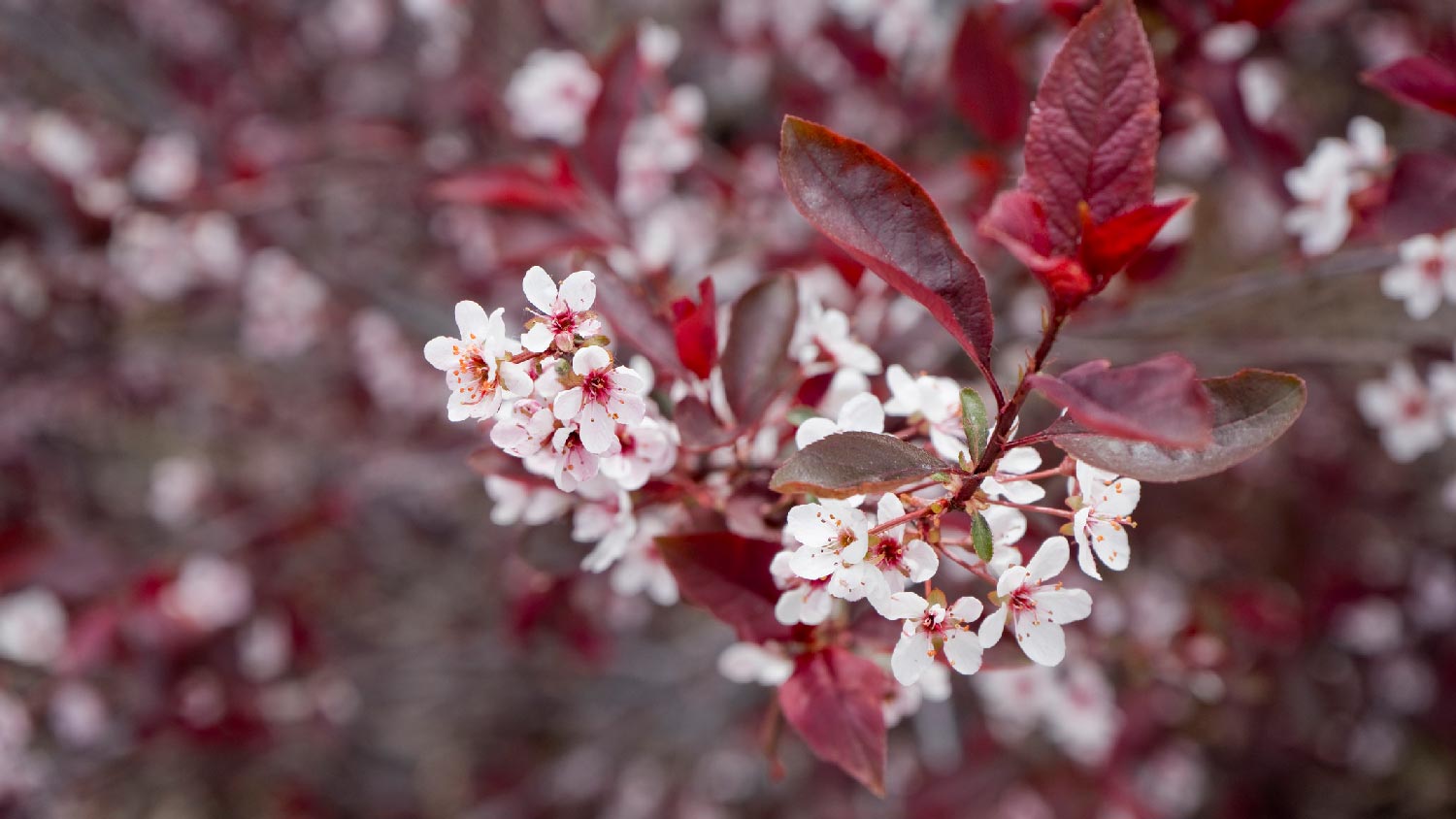 A purple leaf sand cherry