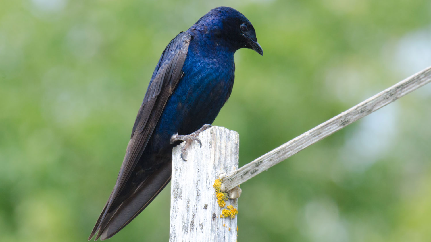 purple martin sitting on a branch