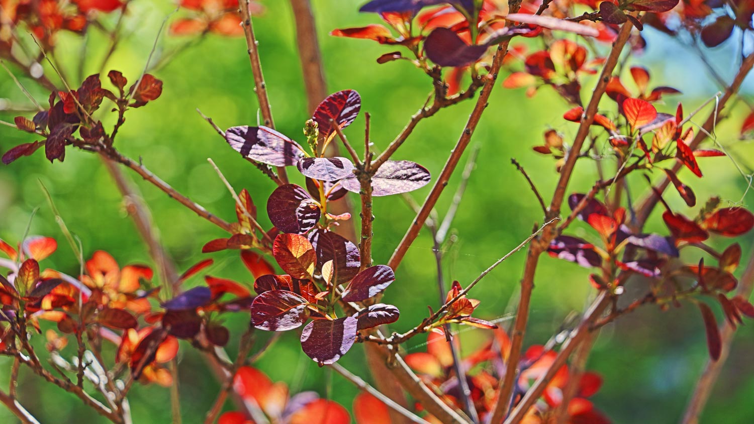  A purple smoke bush on a sunny day