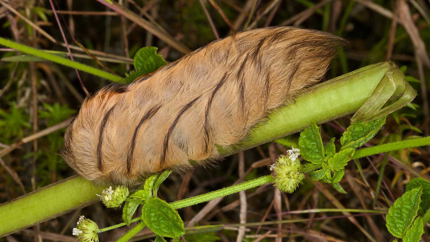 Closeup of a pus caterpillar on a plant stem