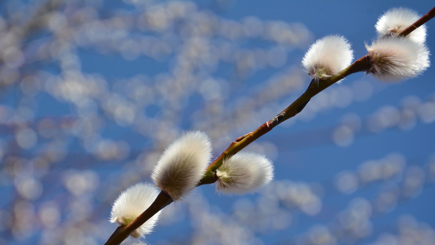 Closeup of a pussy willow tree bud