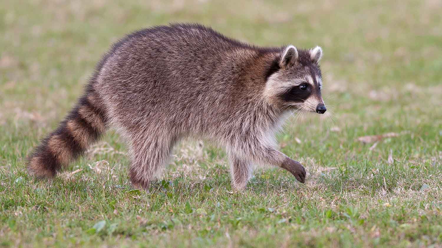 Raccoon walking in a middle of a field