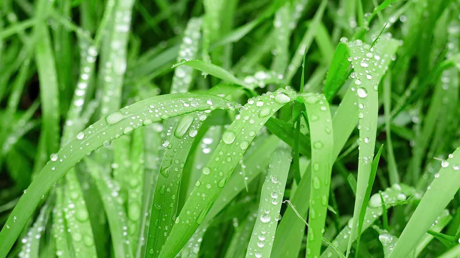 Closeup of wet turf