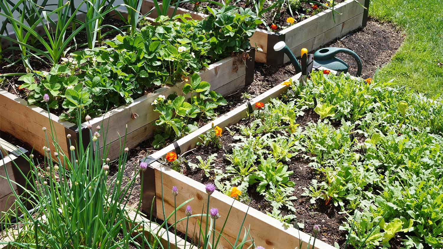 Raised vegetable garden beds