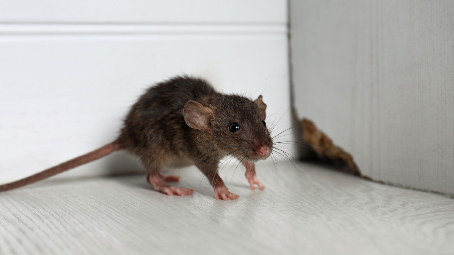 A rat in a house