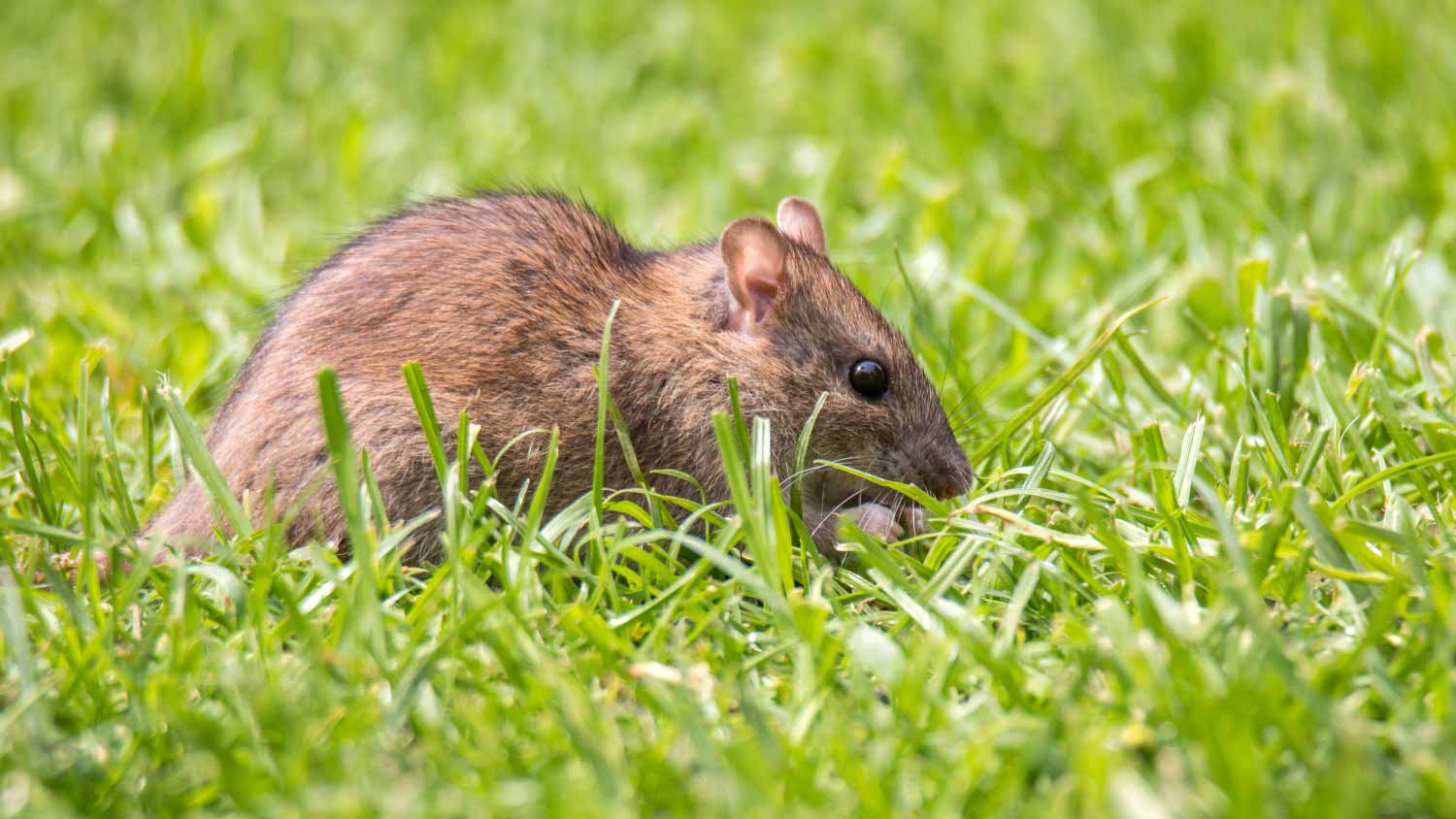 Rat in the garden