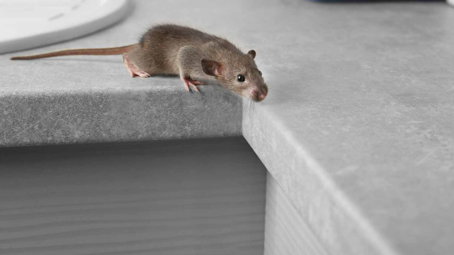 rat on table near sink