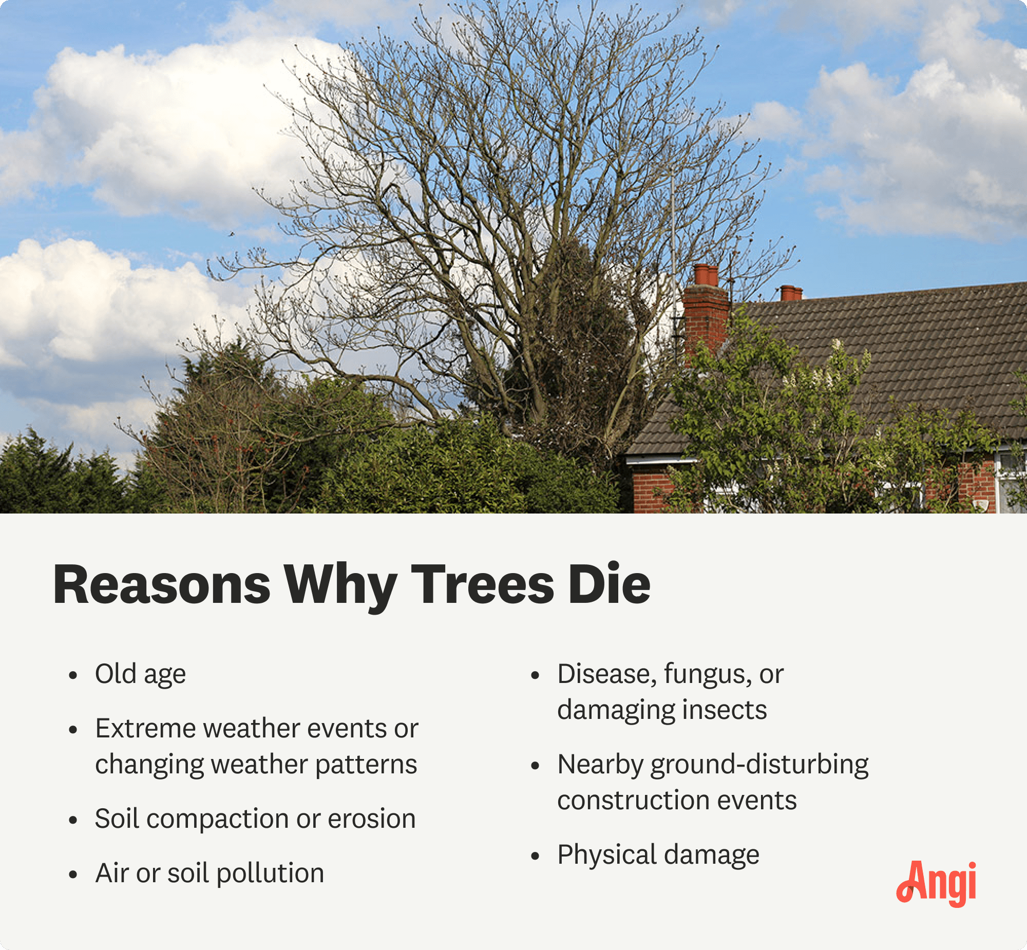 7 reasons trees die, including physical damage and air or soil pollution