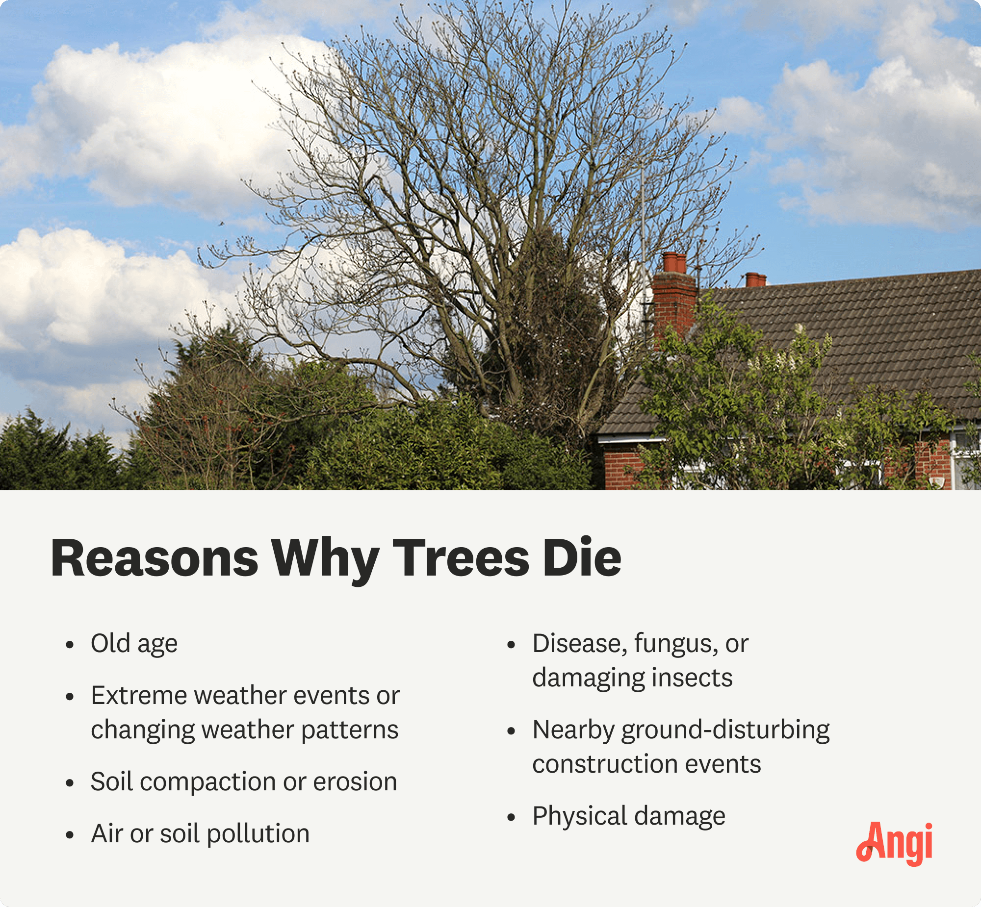 7 reasons trees die, including physical damage and air or soil pollution 