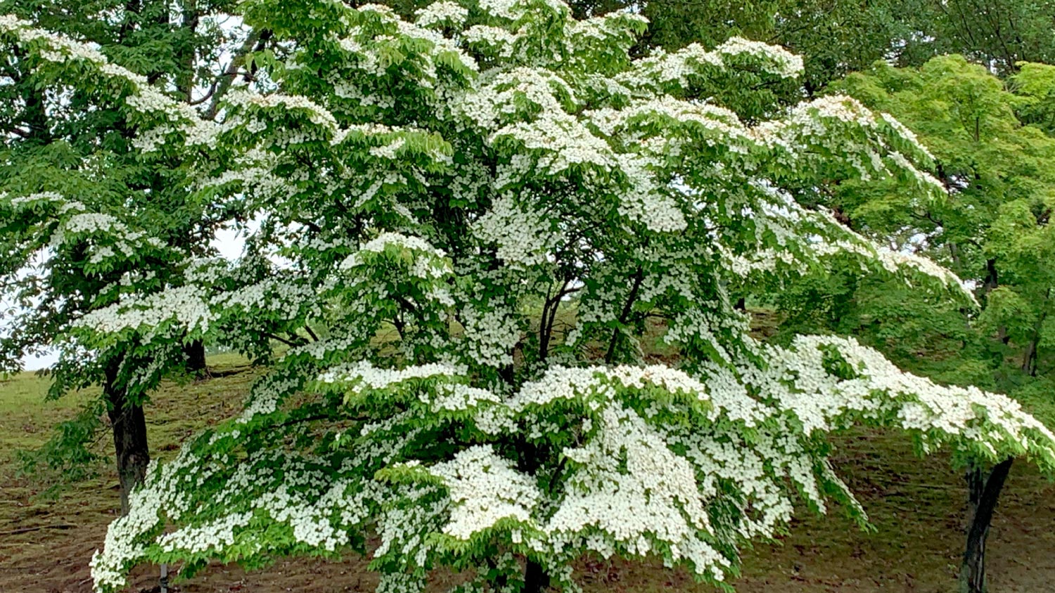 A red Japanese maple tree in garden