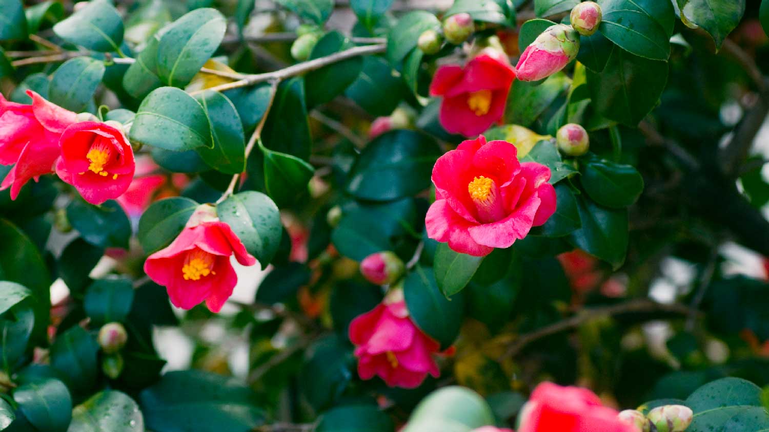 Red camelia flowers