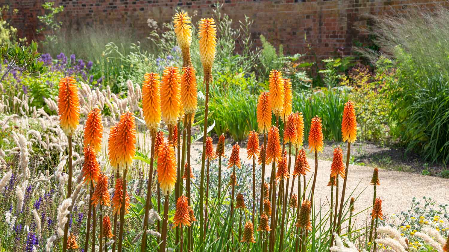 Tall red hot poker plants growing in the yard