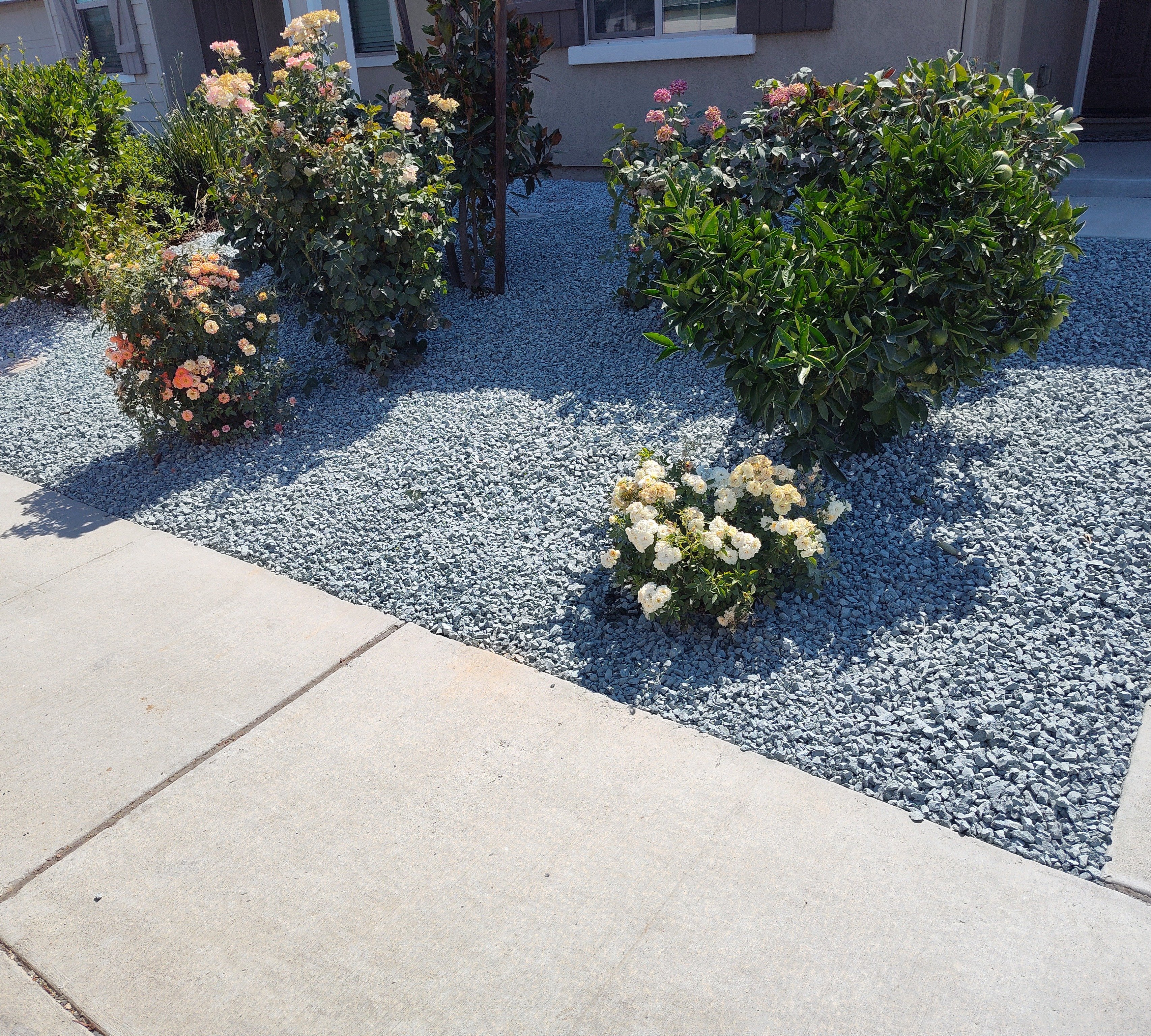 Red's Lawn bushes