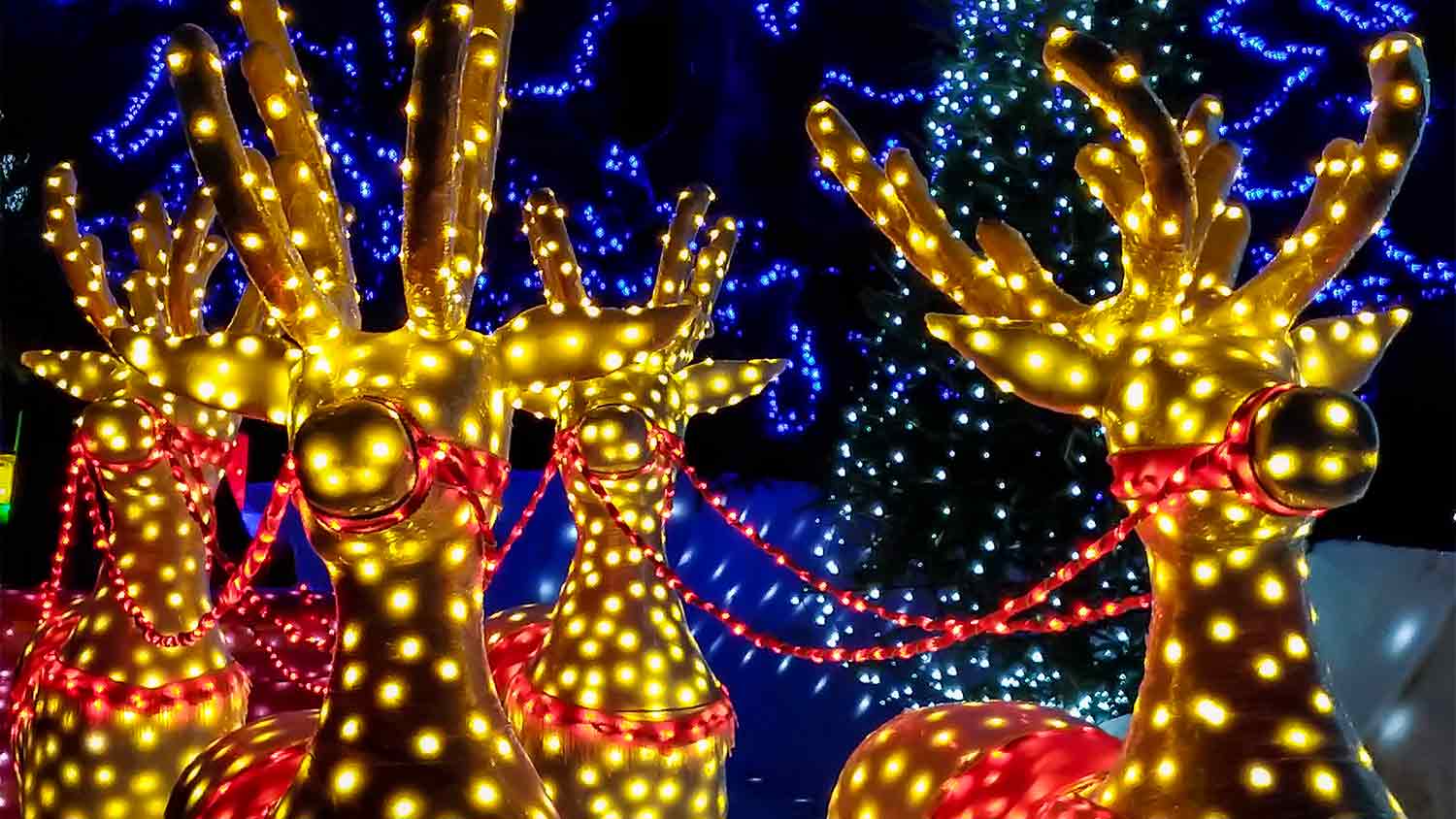 A view of reindeer Christmas lawn ornaments with lights