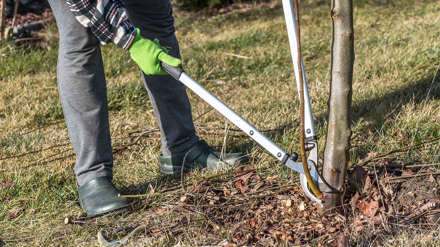 Gardener removing sucker at the bottom of a tree