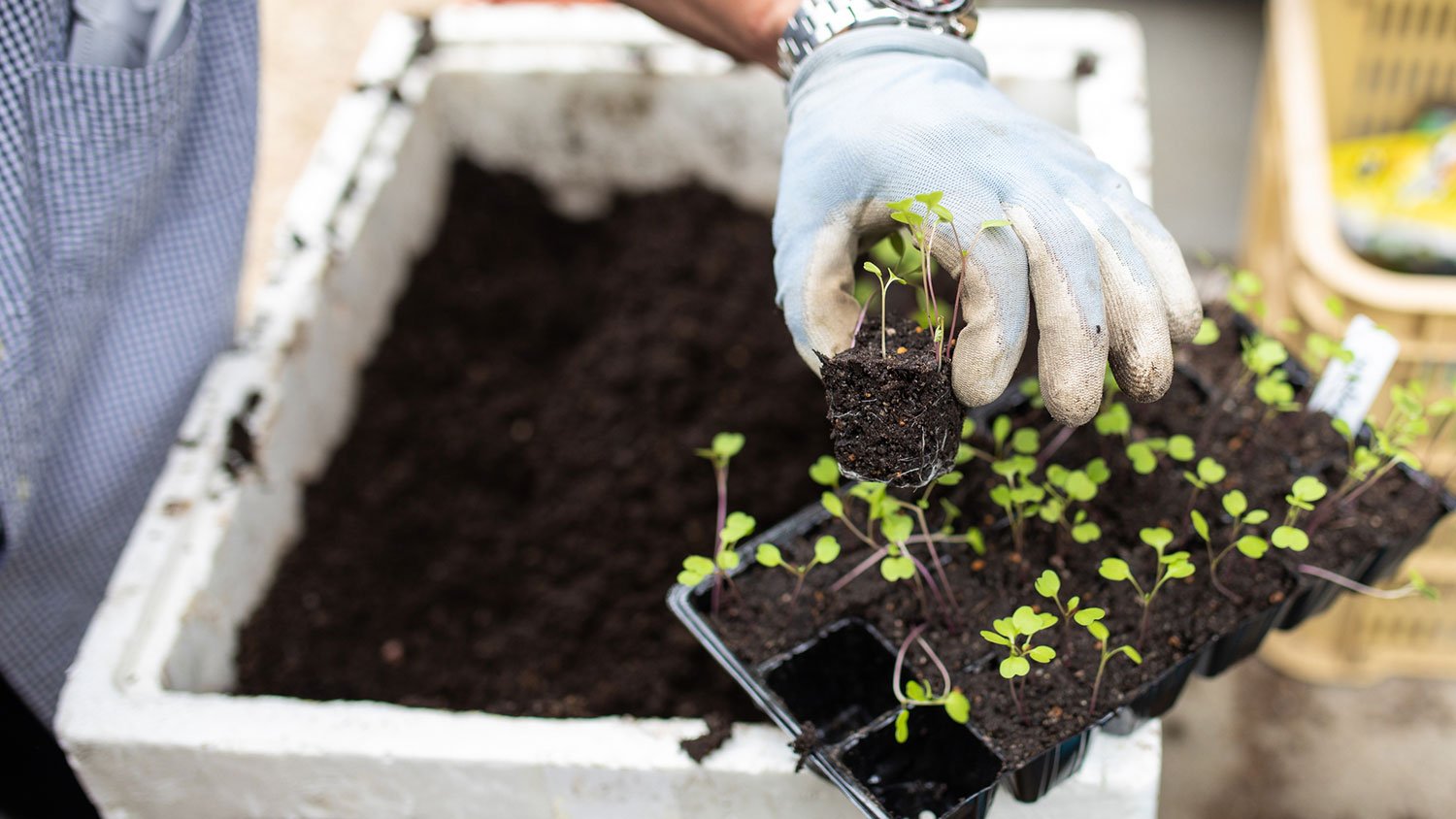 Closeup of a gardener removing seedlings from a tray