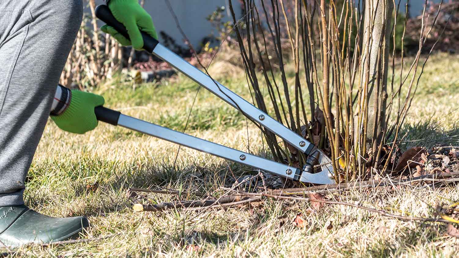 Gardener using lopping shears to remove tree suckers