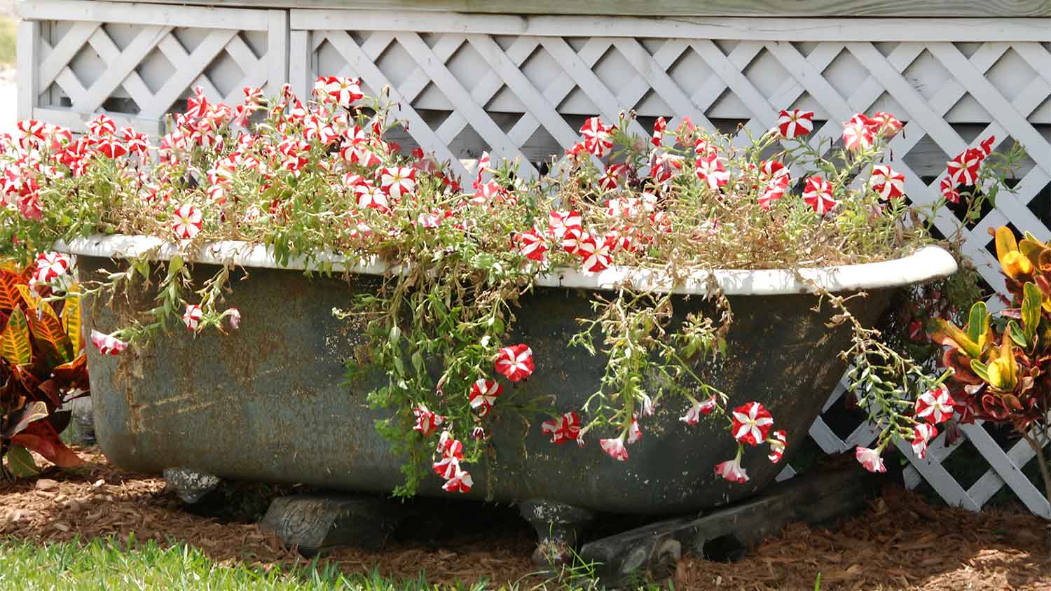 A repurposed bathtub used as a planter