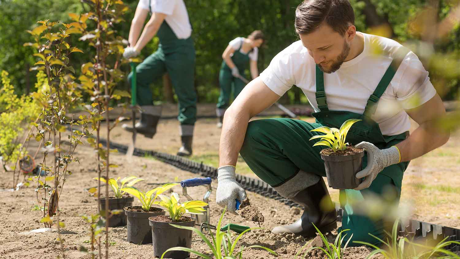 Group of landscapers planting flowers in the backyard