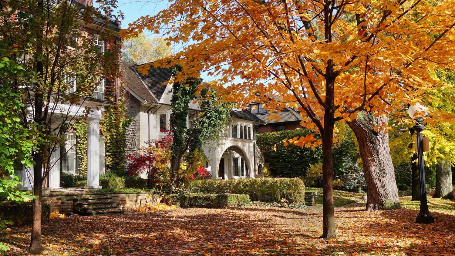 A residential street with a row of maple trees