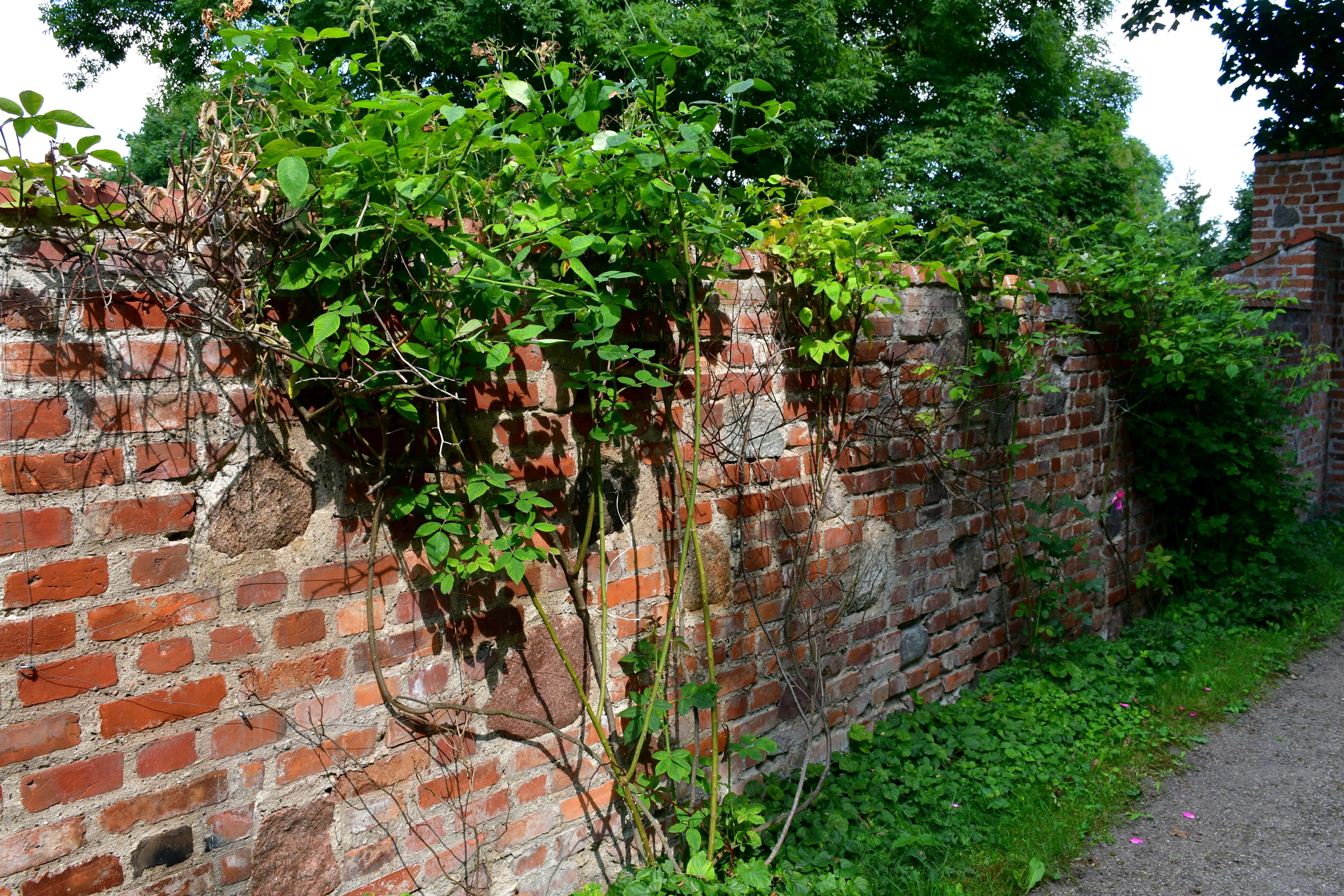 A brick retaining wall covered in overgrown vines