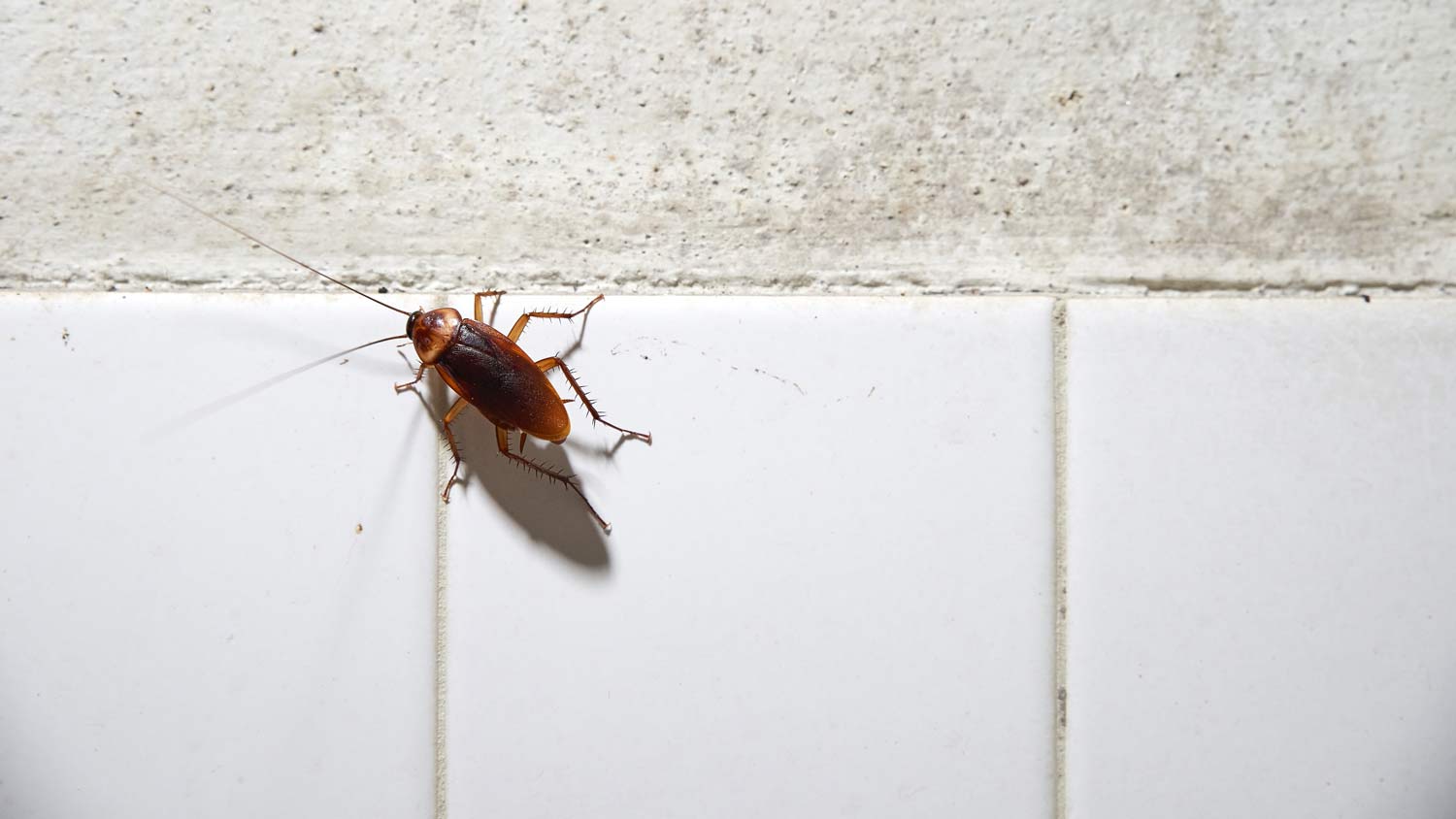 roach walking on bathroom tile 