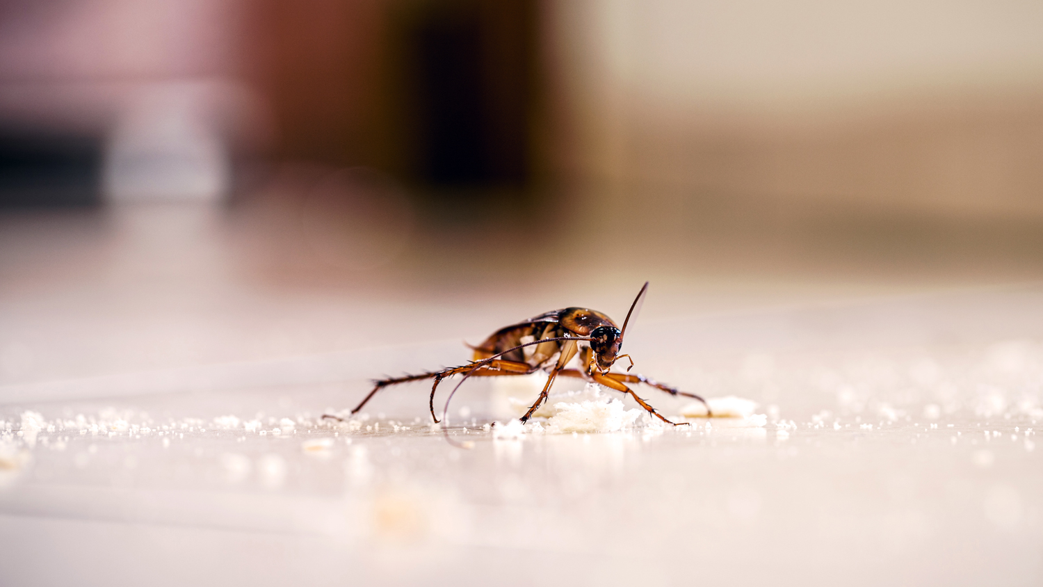 roach eating breadcrumbs on the floor