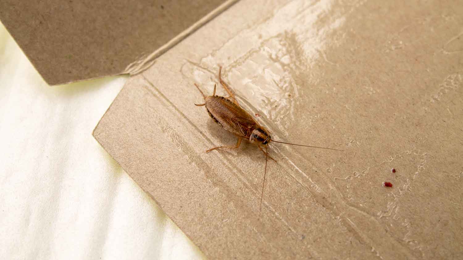 Cockroach caught in glue trap